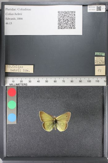 Media type: image;   Entomology 119591